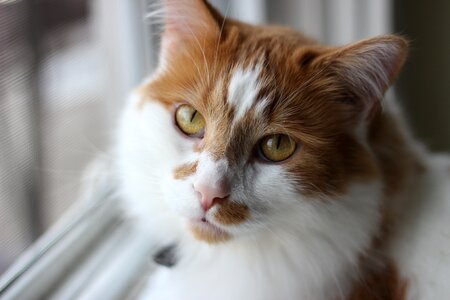 Fart feline cat face