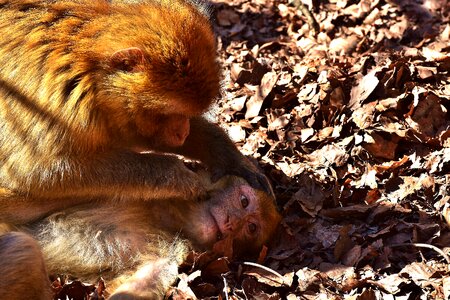 Endangered species monkey mountain salem animal