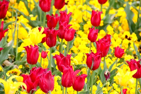 Dutch tulip fields jagged edge photo