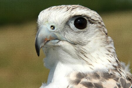 Hunter prey falconry photo