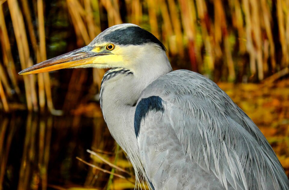 Bird ardea cinerea eastern