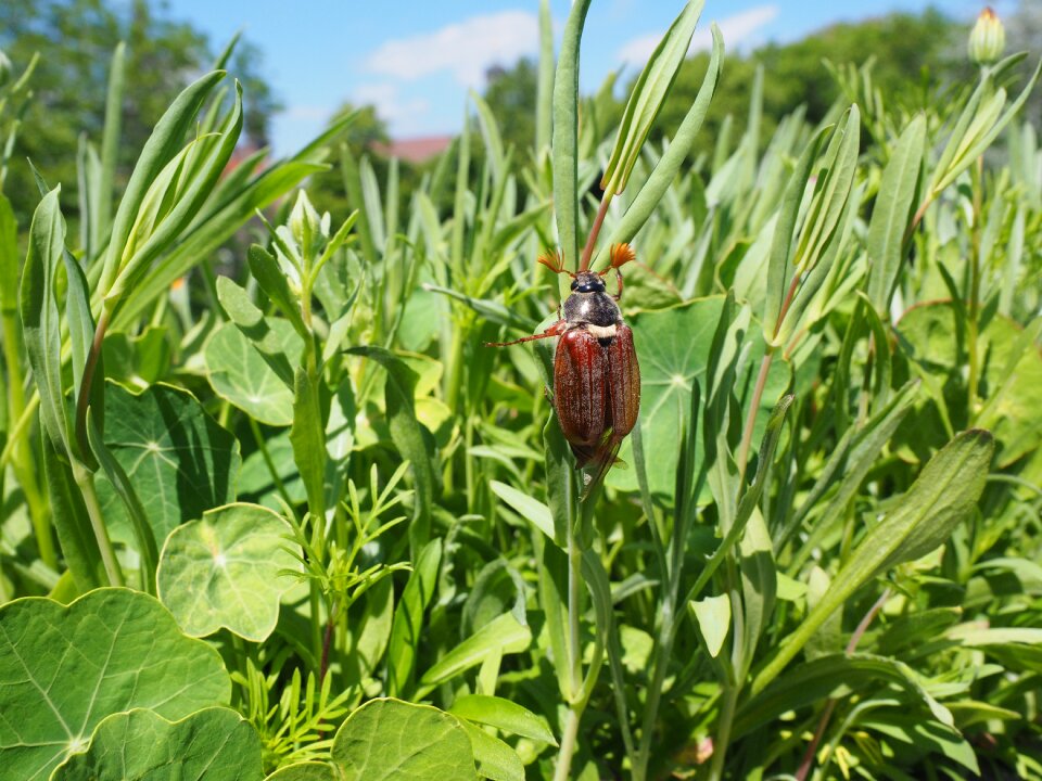 Take off beetle insect