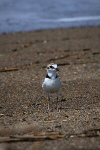 Wave little bird staggered