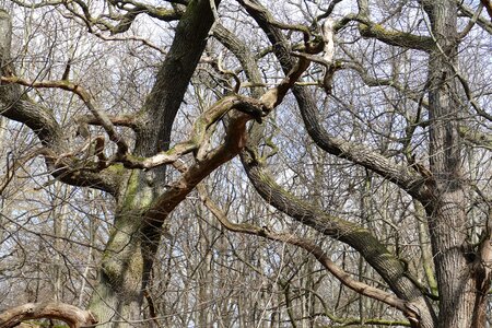 Spring mood tree