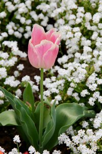 Composites pink rose blossom