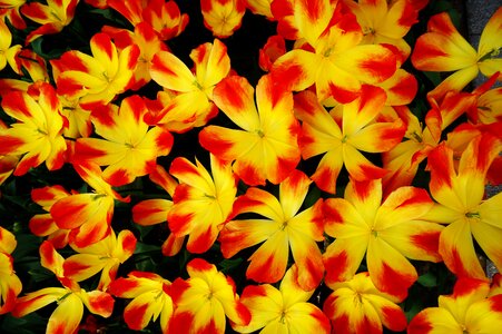 Garden keukenhof tulip photo