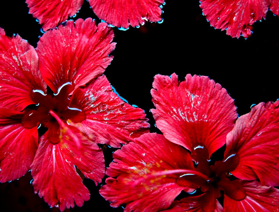 Red flower nature