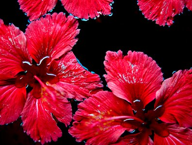 Red flower nature