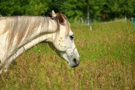 Pasture horse head thoroughbred arabian
