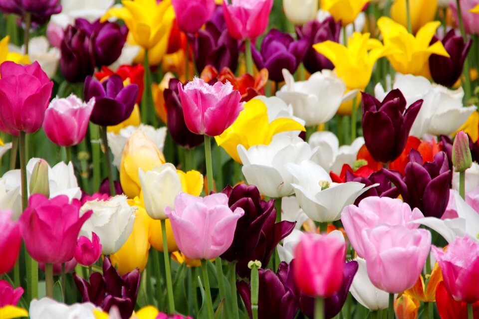 Tulip fields tulpenbluete spring