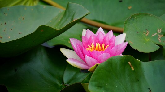 Blossom bloom nuphar lutea