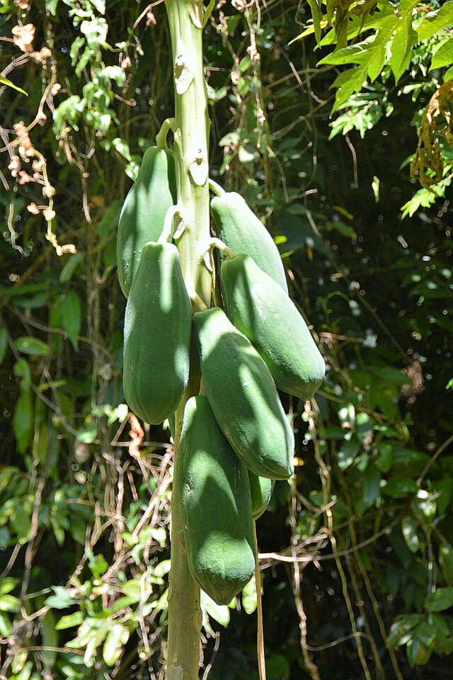 Papaya tree thailand unripe papaya