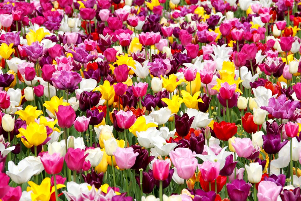 Tulip cup state garden show bayreuth