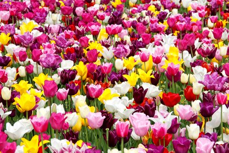 Tulip cup state garden show bayreuth