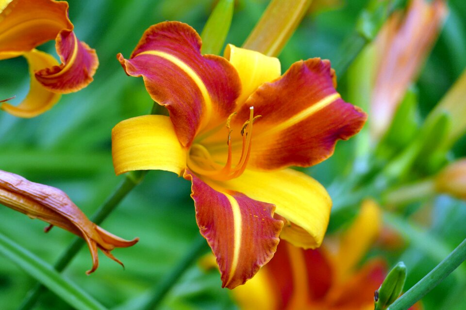 Garden summer nature
