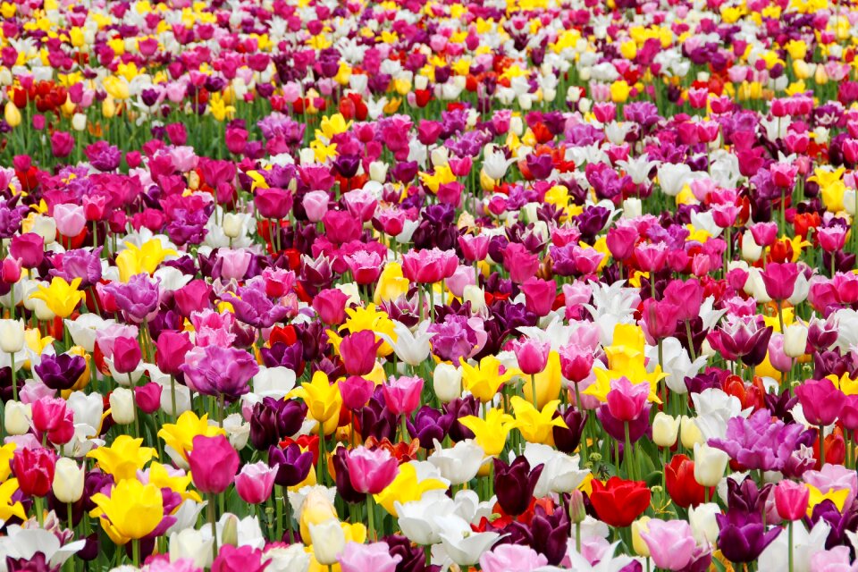Tulpenbluete tulip fields field of flowers
