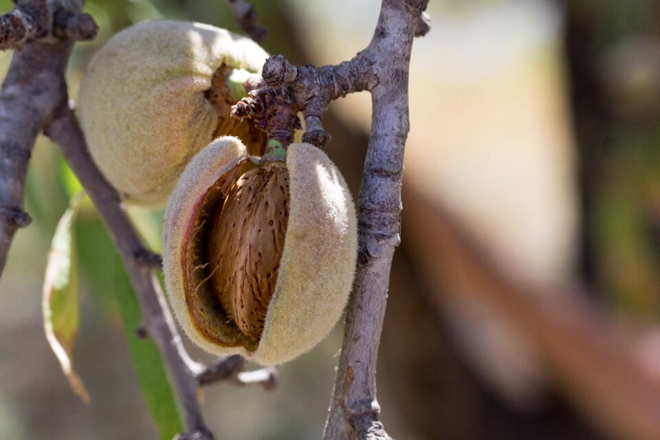 Maturation agriculture leaves
