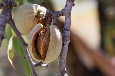 Maturation agriculture leaves