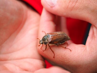 Insect krabbeltier creature