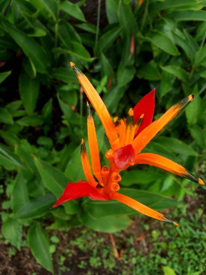 Colombia garden plant