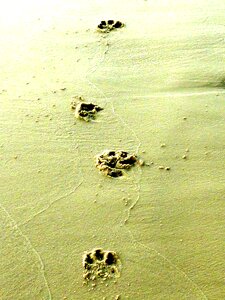 Sand dog paw tracks in the sand