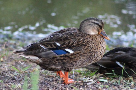Nature bird wild