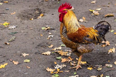 Village bird colored