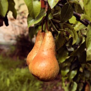Pear tree yellow