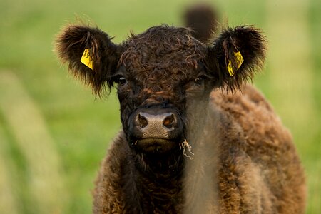 Nature cute agriculture photo