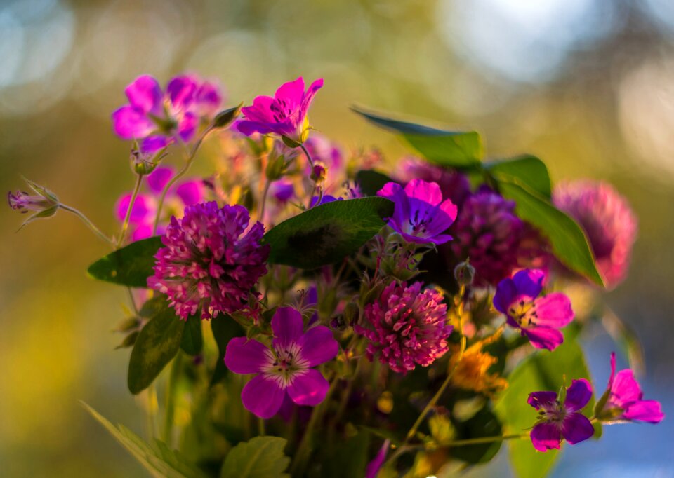 Summer beauty closeup