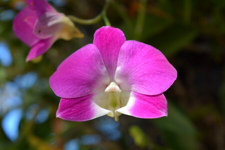 Profusion pink tree spring photo