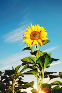 Yellow flowers sunflower seeds photo