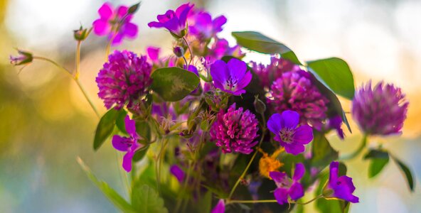 Summer beauty closeup photo