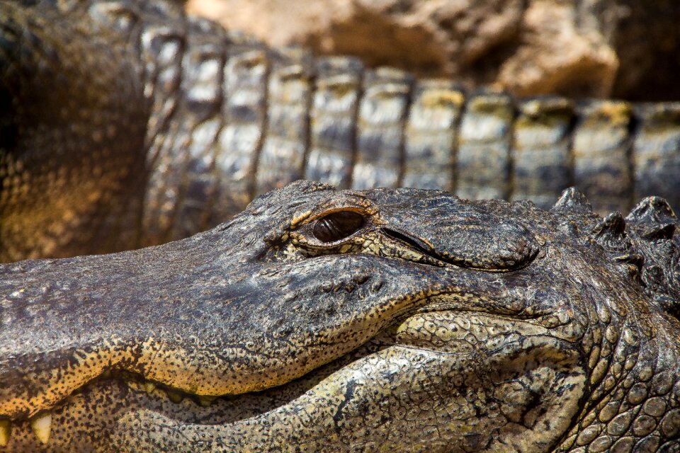Lizard scaly tooth
