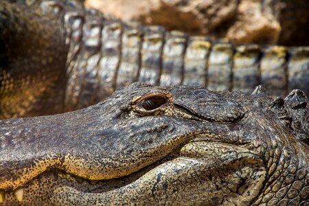 Lizard scaly tooth