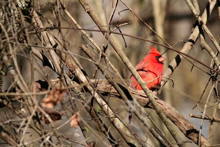 Redbird wildlife bird