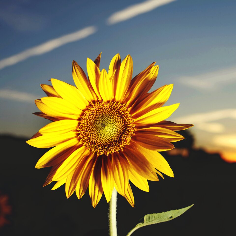 Yellow flowers sunflower seeds