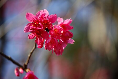 Wild cherry petals hua xie pink flowers