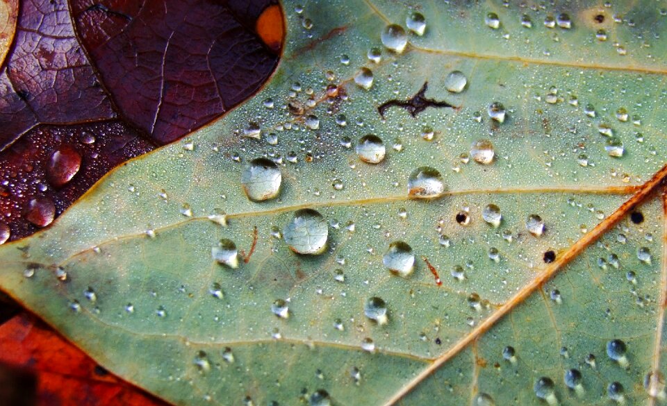Macro leaves rain