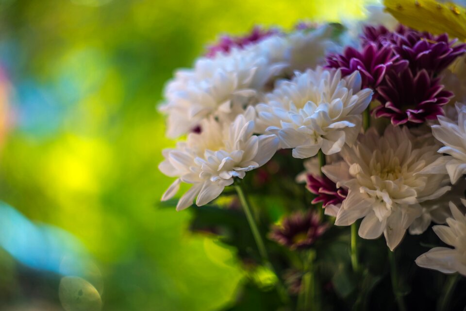 Summer beauty closeup