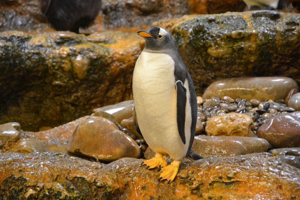 Animal world animal water bird