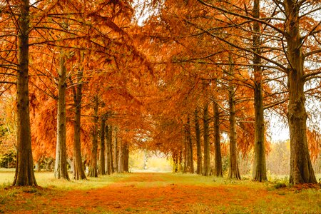 Landscape fall color golden autumn