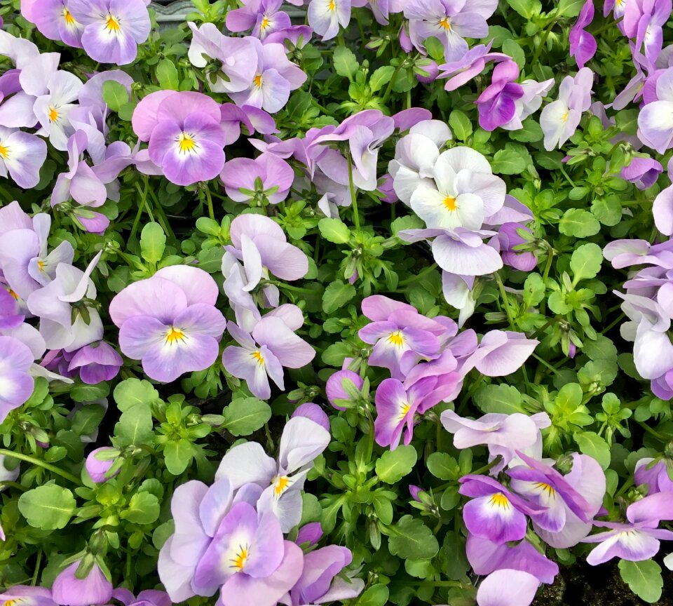 Pansies planting spring-like
