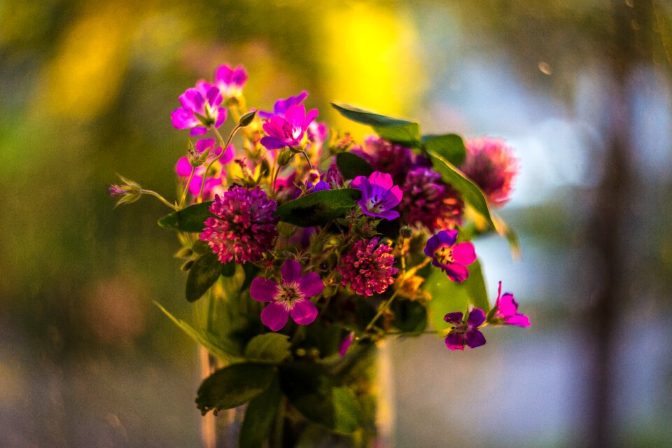 Summer beauty closeup