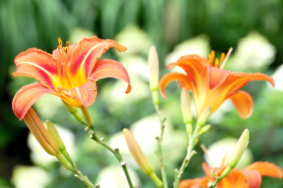 Blossom bloom garden
