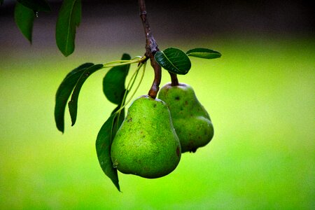 Fruit green green leaves