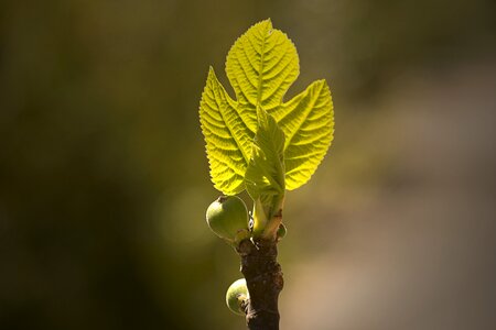 Ficus carica fruit tree fruit