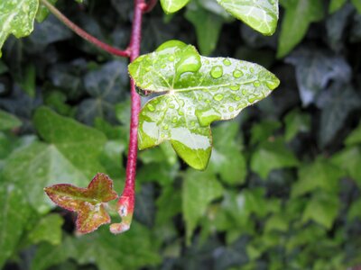 Ivy leaf green climber plant photo
