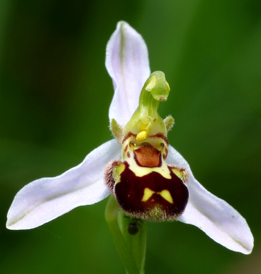 Bees ragwurz flower nature