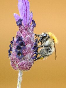 Animal nature lavender photo
